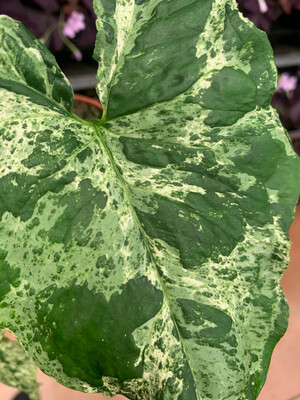 Syngonium 'Mottled Mojito' - vaso Ø6cm Syngonium 'Mottled Mojito' - vaso Ø6cm