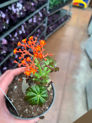 Jatropha Podagrica, Pianta piede di Buddha - vaso Ø13 cm