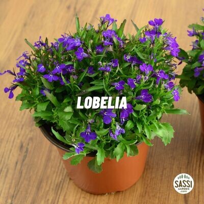 Lobelia erinus - vaso Ø14 cm