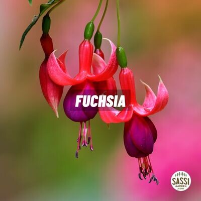 FUCHSIA Fucsia