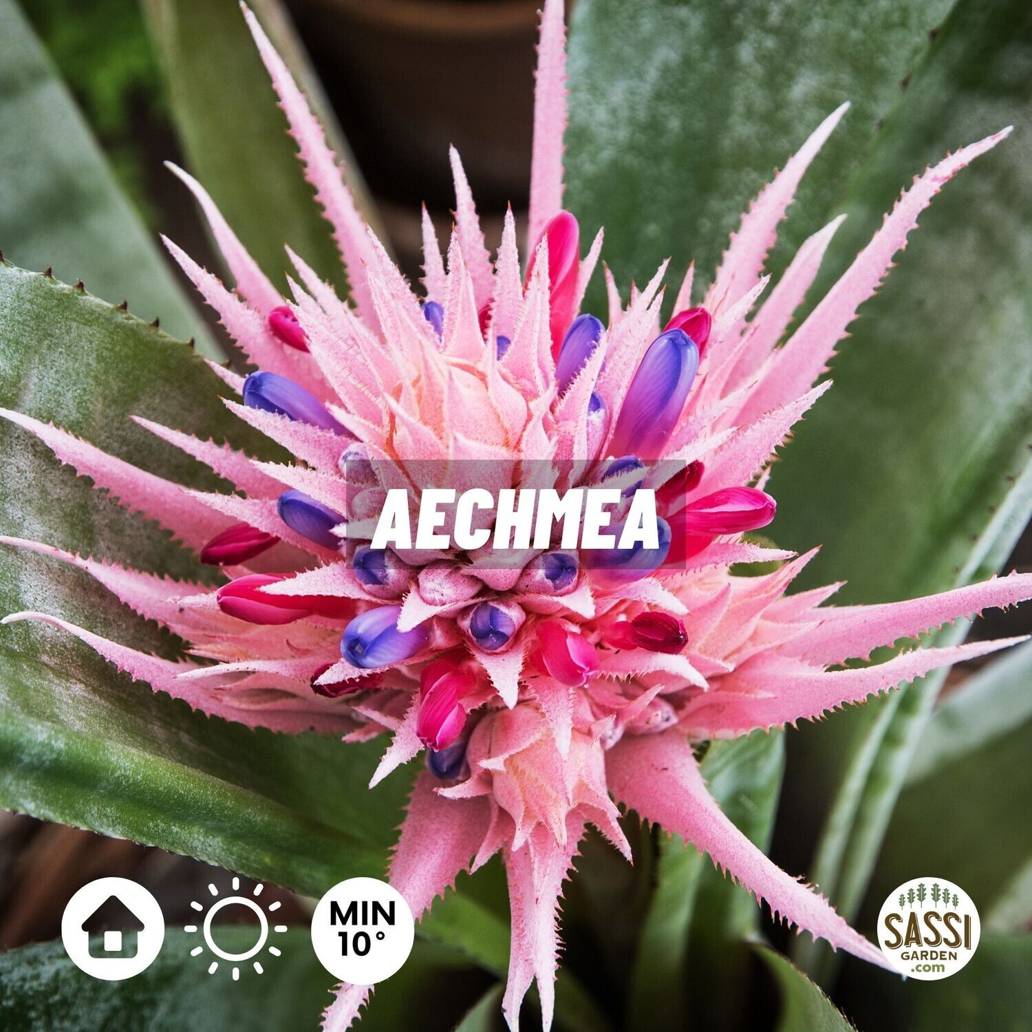 Aechmea Fasciata Primera, Acmea - vaso Ø 15cm