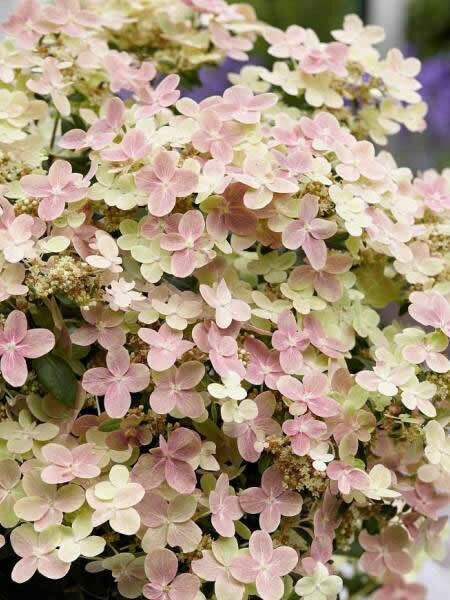 Ortensia Paniculata, Hydrangea paniculata &#39;Polestar&#39; - vaso Ø24 cm