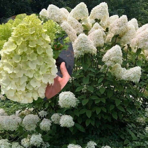 Ortensia Paniculata - Hydrangea paniculata &#39;Hercules&#39; - vaso Ø24 cm