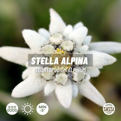 Stella alpina, Leontopodium alpinum - vaso Ø14 cm
