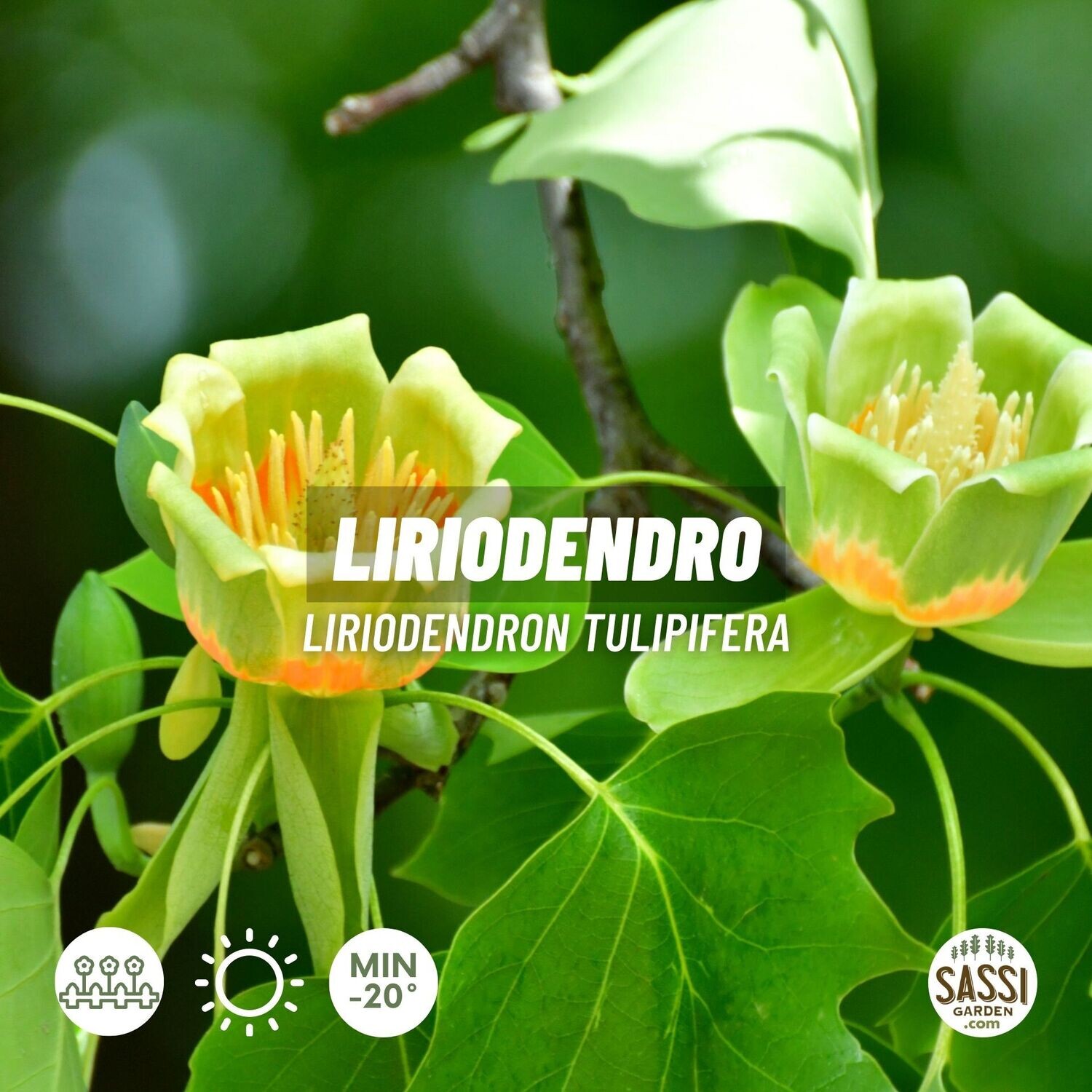 Liriodendron Tulipifera, Albero dei Tulipani - vaso Ø 38 cm