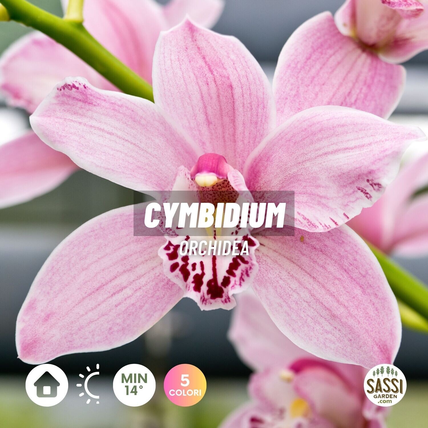 3 Bulbi Di Orchidea Cymbidium - Piante Vere Per Decorazione Giardino O Interni - Foto 10