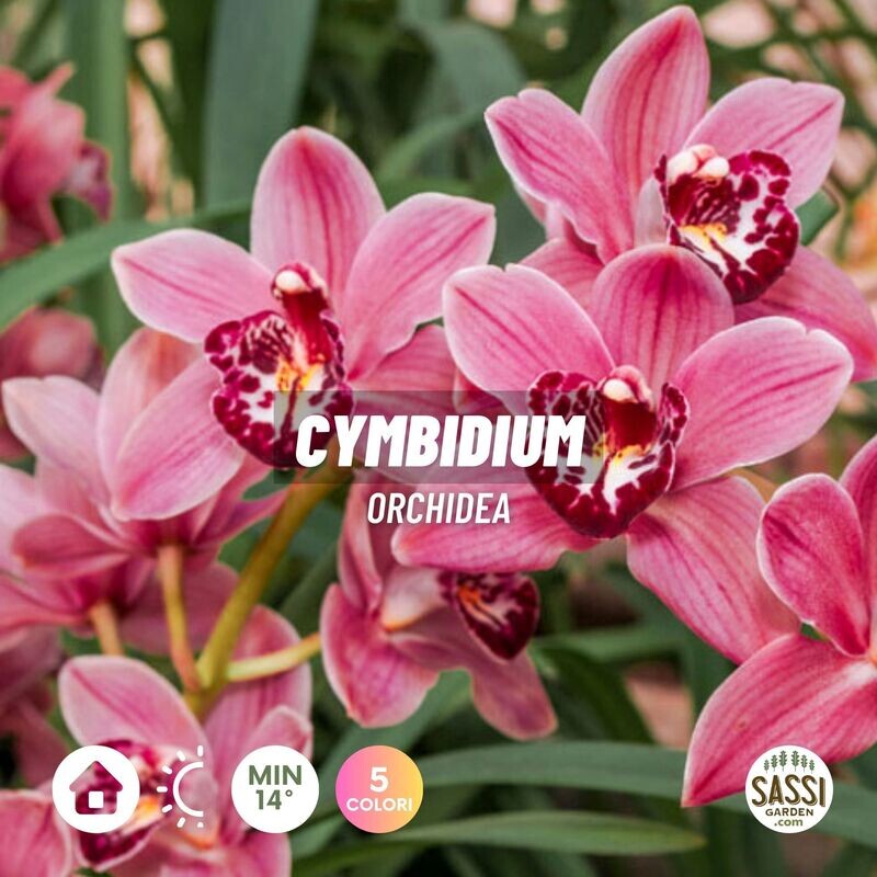 Orchidea Cymbidium - vaso Ø14 cm (1 ramo fiorito)