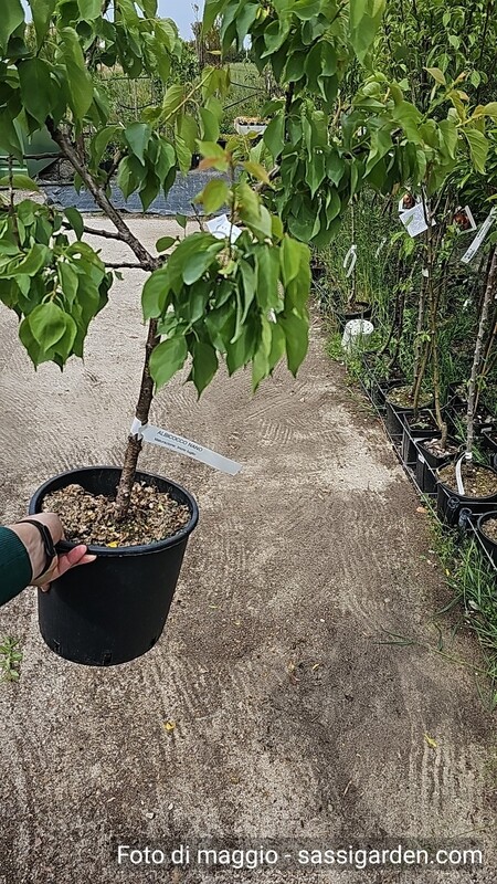 Albicocco Nano, Prunus armeniaca - vaso Ø25 cm