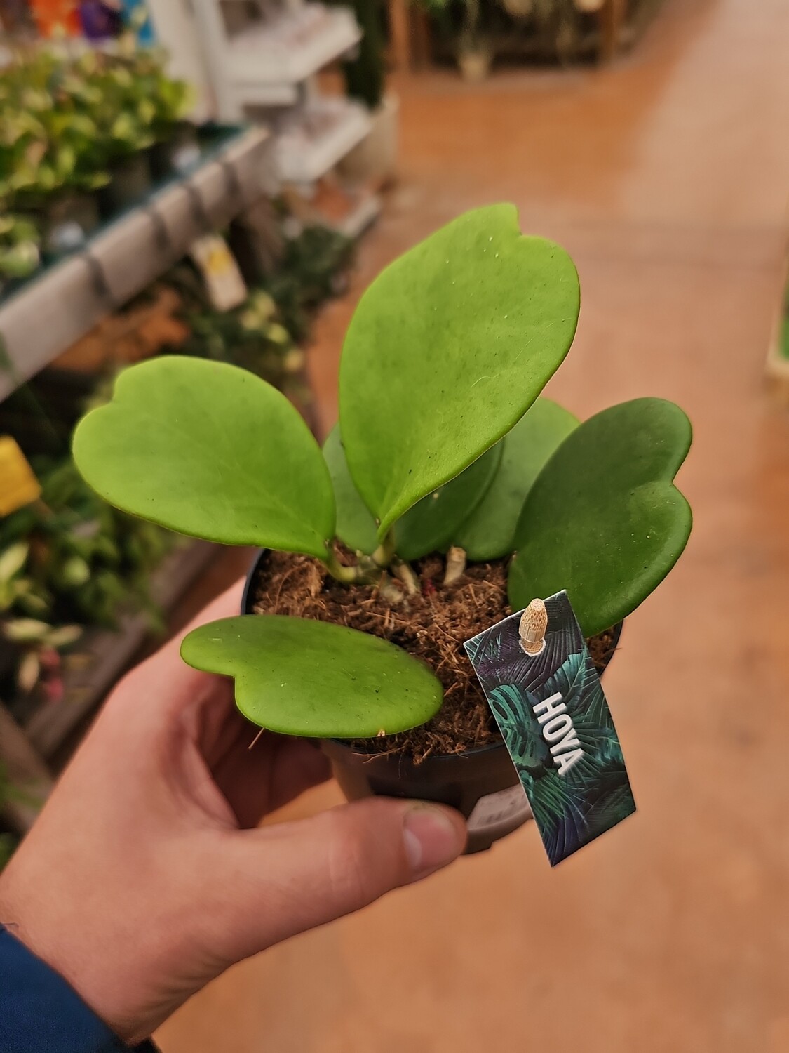 Hoya kerrii, 5-6 foglie - vaso Ø10,5 cm Pianta del cuore