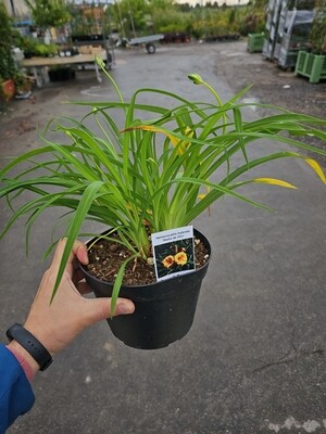 Hemerocallis 'Stella de Oro' - vaso Ø16 cm