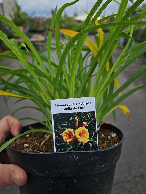 Hemerocallis &#39;Stella de Oro&#39; - vaso Ø16 cm