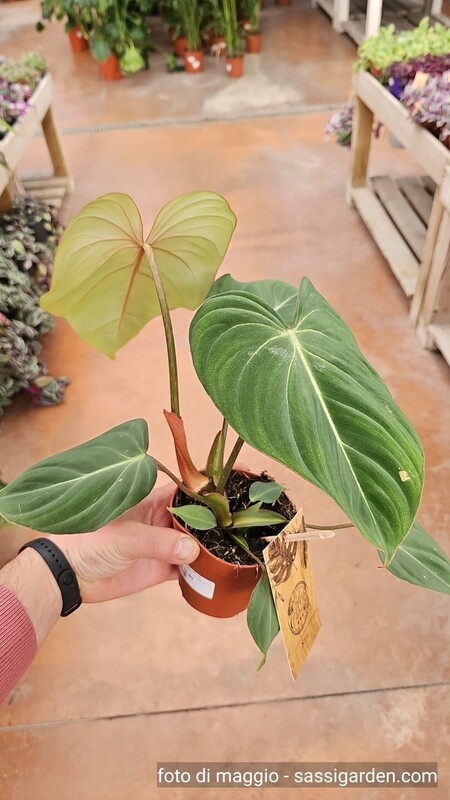 Philodendron Gloriosum. Filodendro - vaso Ø12 cm