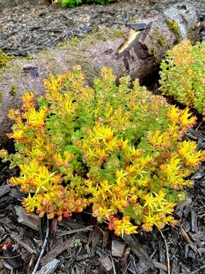 Sedum oreganum - vaso Ø17 cm Sedum oreganum - vaso Ø17 cm