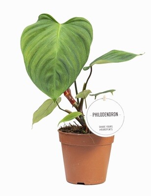 Philodendron fuzzy petiole - Filodendro - vaso 12