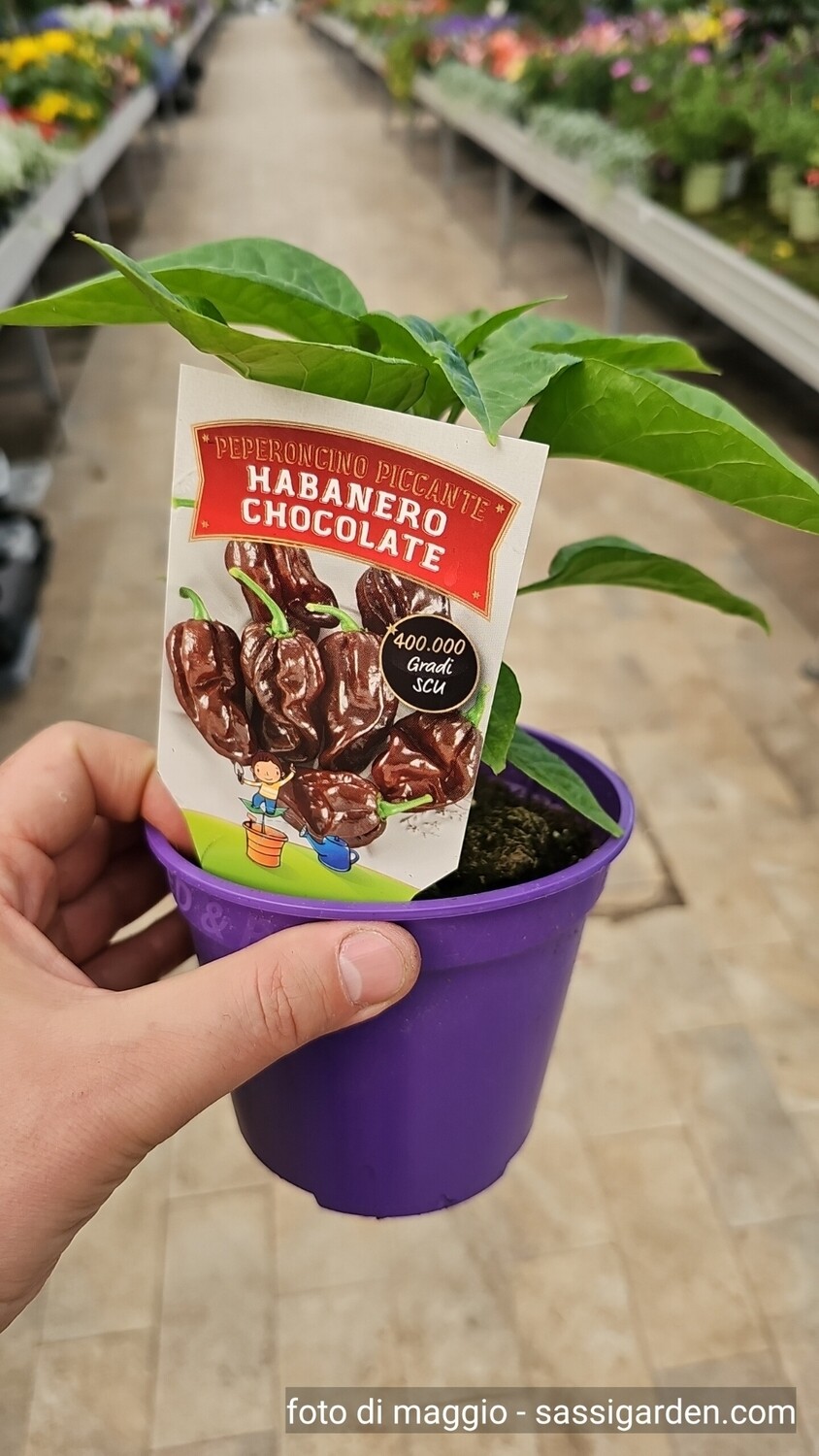 PEPERONCINO HABANERO CHOCOLATE - Capsicum chinense - v14 PEPERONCINO HABANERO CHOCOLATE - Capsicum chinense - v14