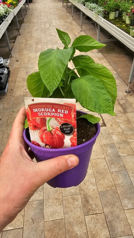 PEPERONCINO TRINIDAD MORUGA RED SCORPION - Capsicum chinense - v14