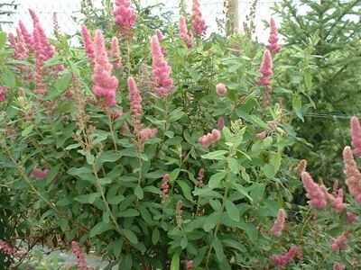 Spirea Spiraea  Billardii - vaso Ø16 cm