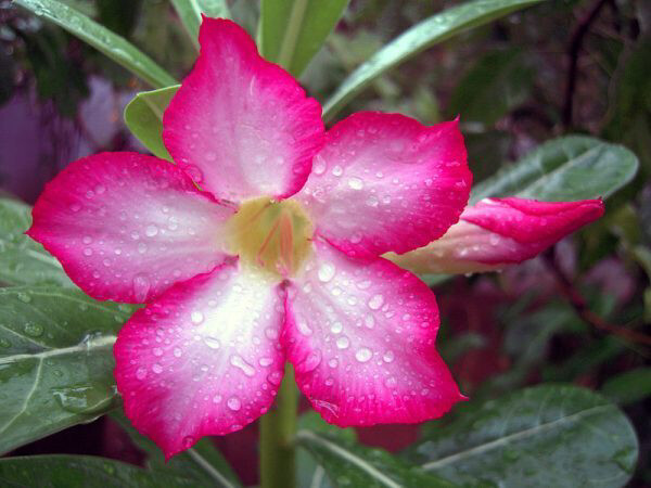 Adenium obesum 'Pink Star', Adenium Rosa del Deserto - vaso Ø11 cm (fiore rosa stellato bianco)