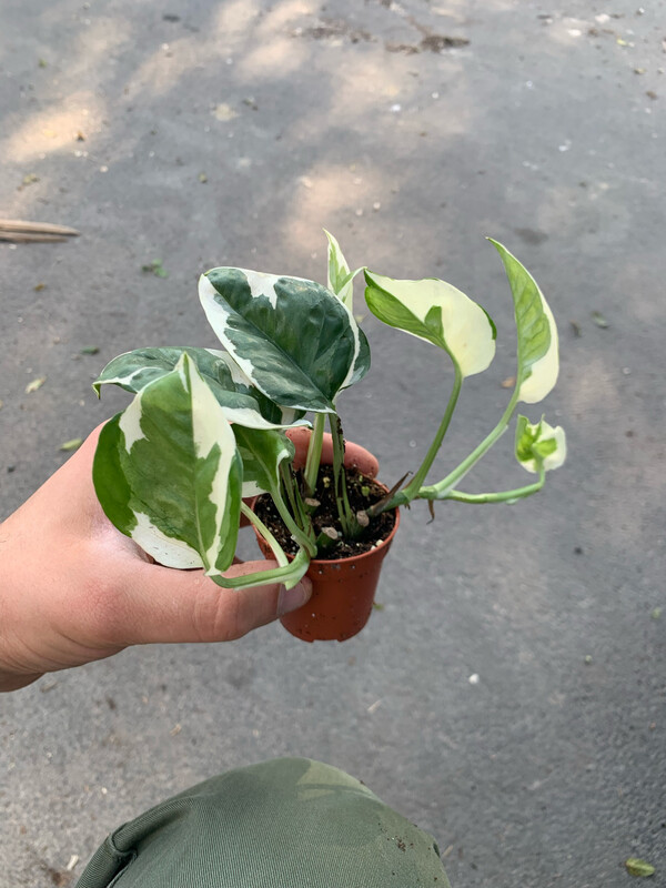 Epipremnum aureum &#39; N&#39;Joy &#39;, Potus enjoy, Potos, Pothos, Photus - vaso Ø6 cm