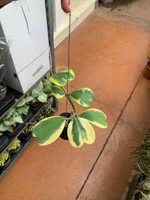 Hoya Kerrii Variegata, Albomarginata, Pianta del Cuore (3-4 foglie) - vaso Ø9 cm