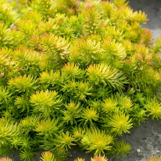 Sedum Reflexum &#39;Angelina&#39; - vaso Ø19 cm