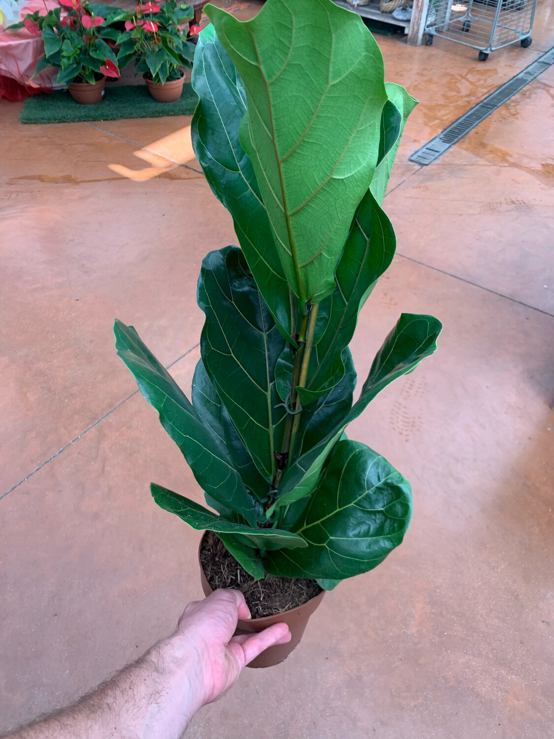 Ficus Lyrata - vaso Ø17 cm, h 70 cm Ficus Lyrata - vaso Ø17 cm, h 70 cm