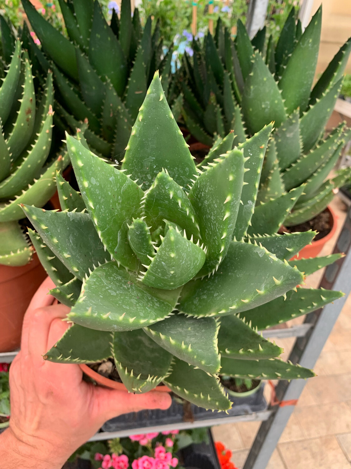 Aloe mitriformis - vaso Ø17 cm