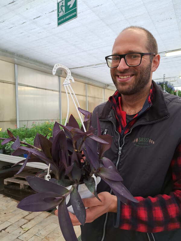 Tradescantia Purpurea, Purple heart, Erba Miseria, Tradescanzia - vaso Ø16 cm