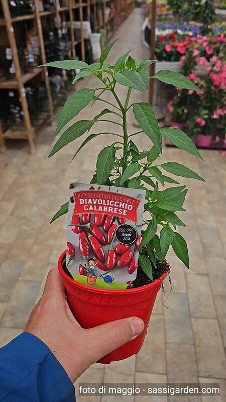 Peperoncino Diavolicchio Calabrese, Capsicum annuum - vaso Ø14 cm