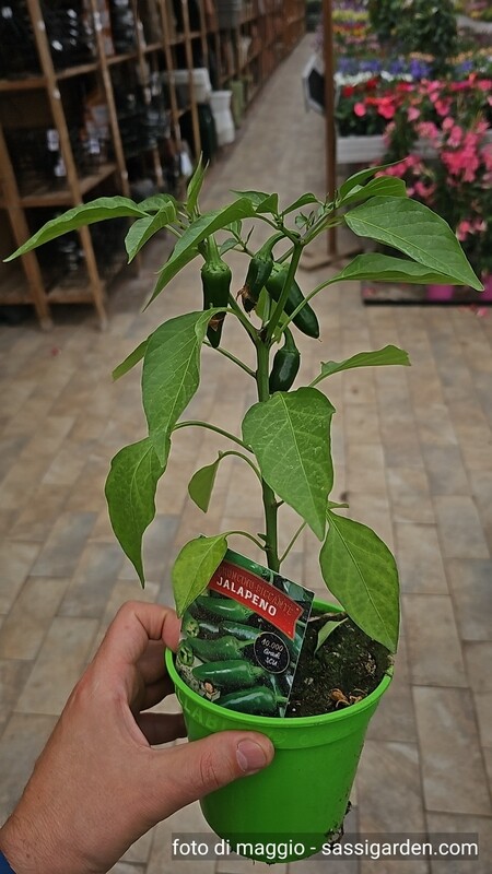 Peperoncino Jalapeno, Capsicum annuum - vaso Ø14 cm
