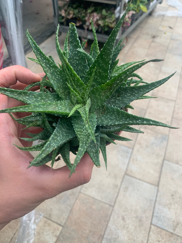 Aloe Safari Sunrise - vaso Ø10,5 cm
