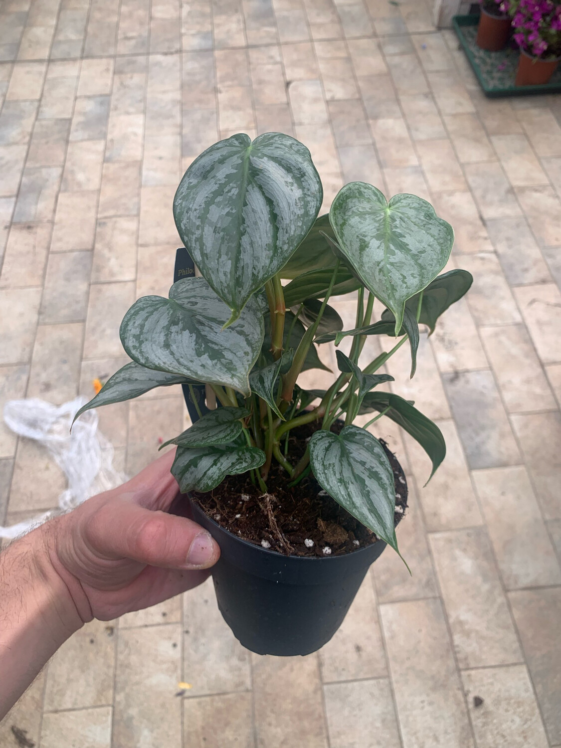 Philodendron Brandtianum, Filodendro - vaso Ø12 cm
