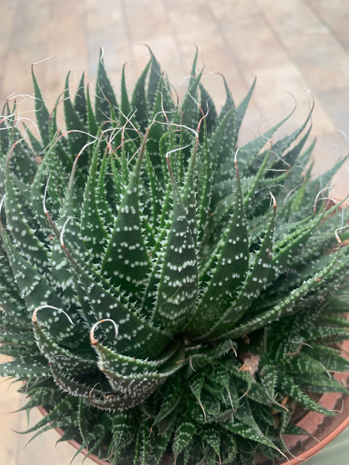 aloe vera genitalbereich Aloe Vera Gel – Feuchtigkeitspflege für trockene und sonnenstrapazierte Haut main image 0