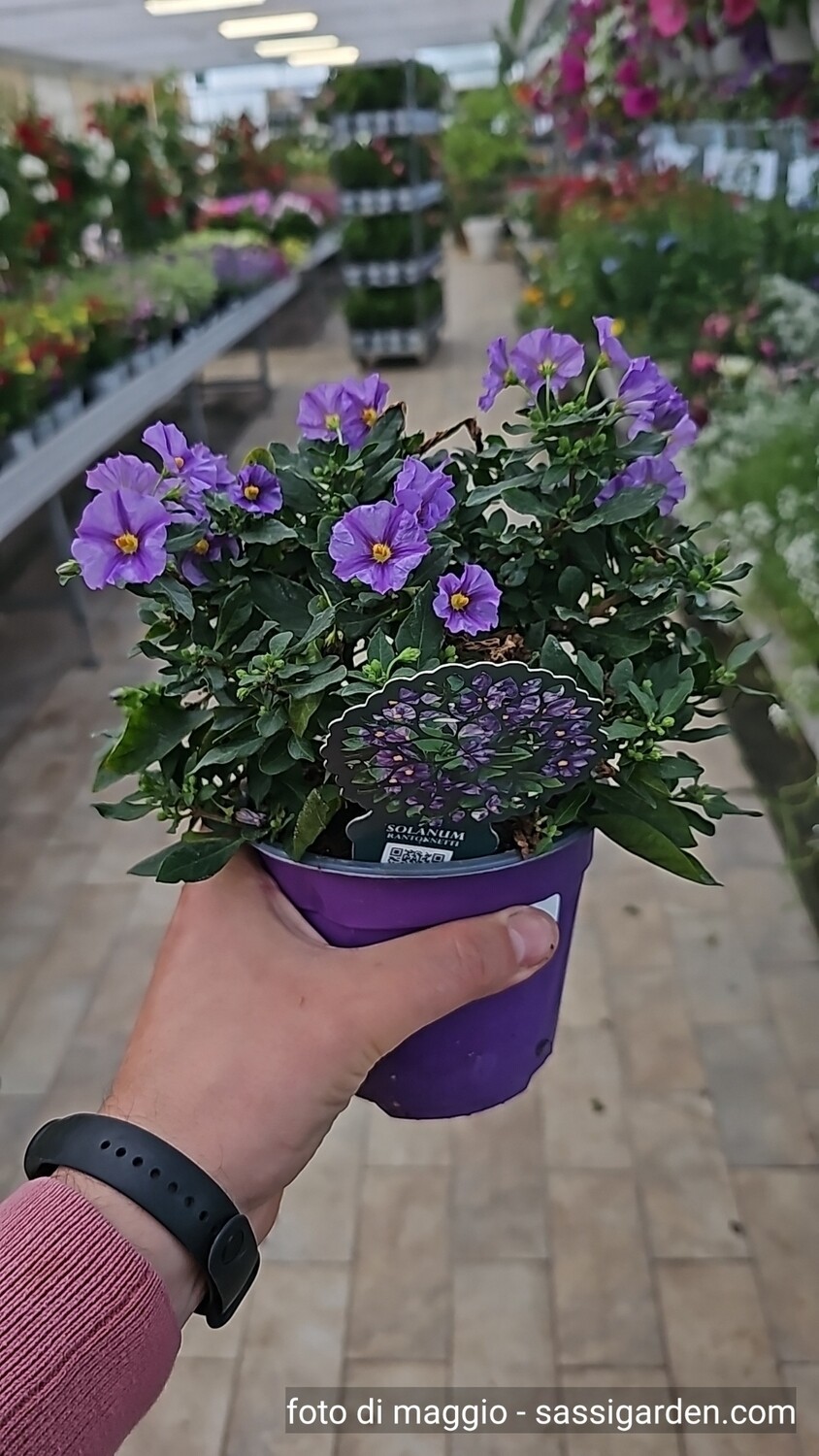 Solanum rantonetti - vaso Ø14 cm Solanum rantonetti - vaso Ø14 cm