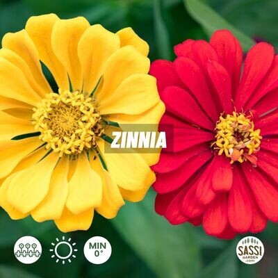Zinnia elegans- vaso Ø14 cm Zinnia elegans- vaso Ø14 cm