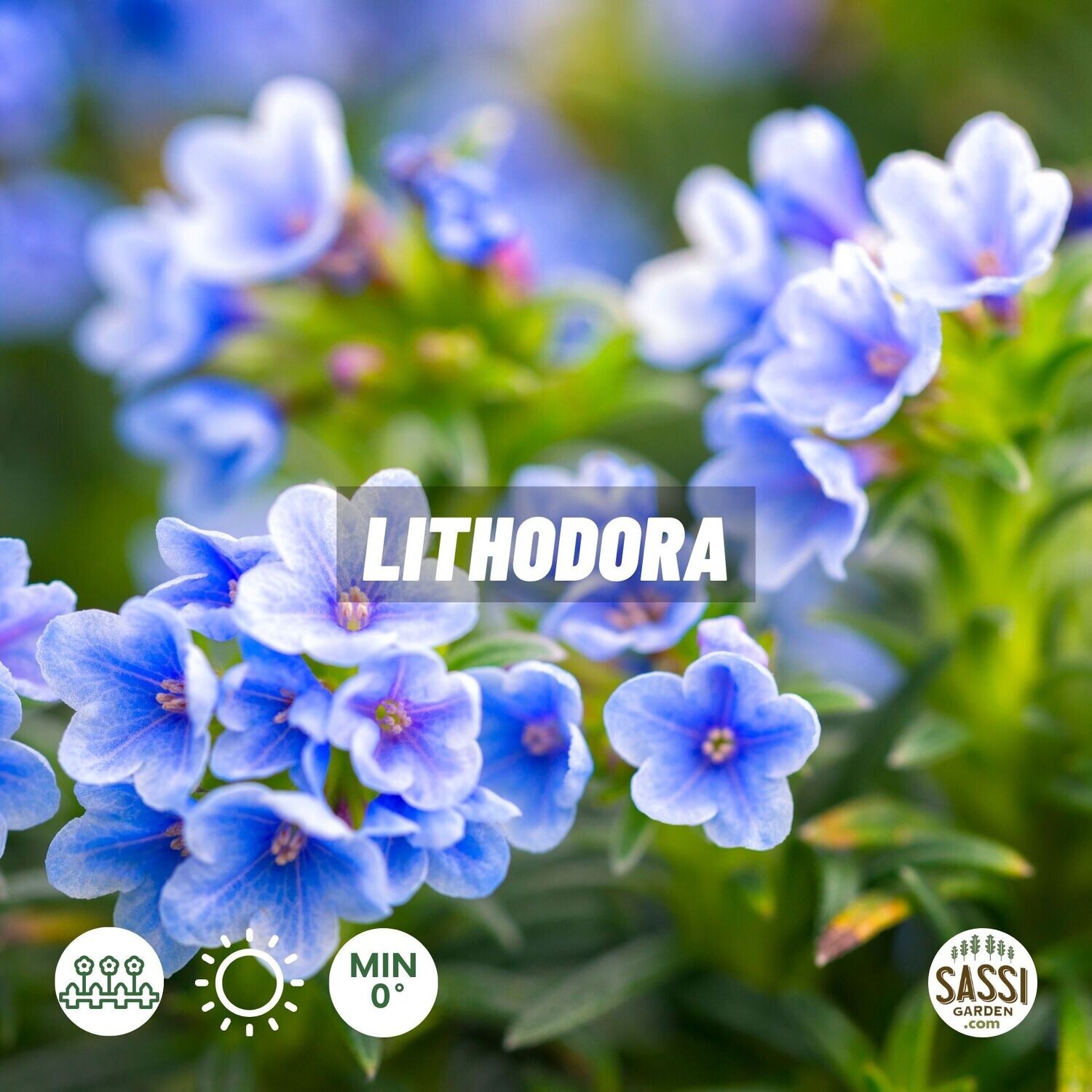 Lithodora diffusa, Litodora - vaso Ø14 cm