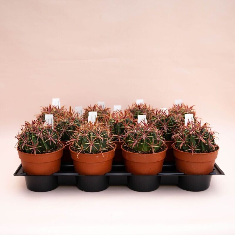 Ferocactus latispinus - vaso Ø10 cm