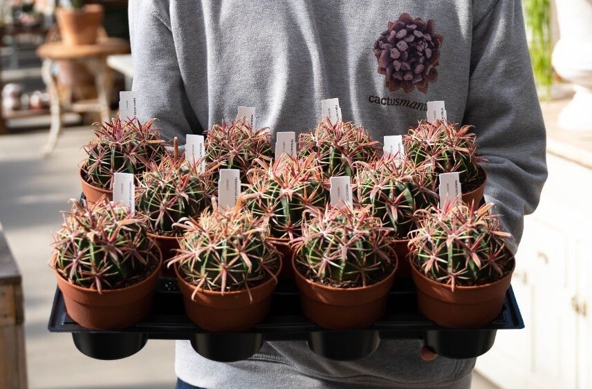 Ferocactus latispinus - vaso Ø10 cm