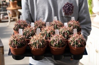 Ferocactus latispinus - vaso Ø10 cm Ferocactus latispinus - vaso Ø10 cm