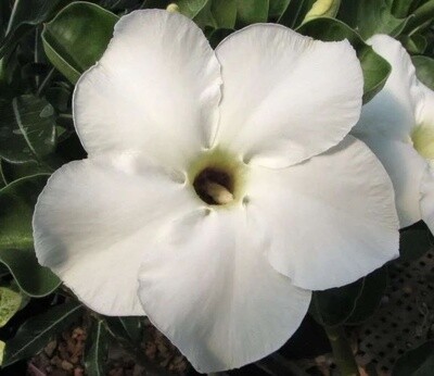 Adenium Obesum 'White Star', Adenium Rosa del Deserto - vaso Ø 13cm (fiore bianco)