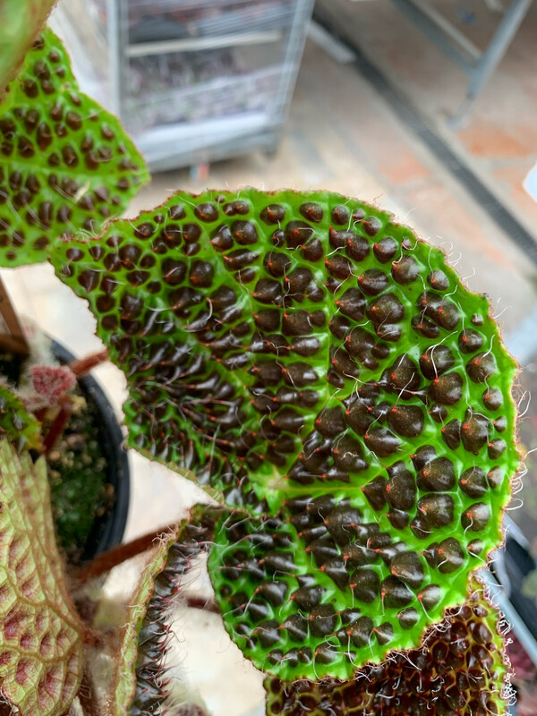 Begonia Dinosaur, Begonia Melanobullata - vaso Ø14cm