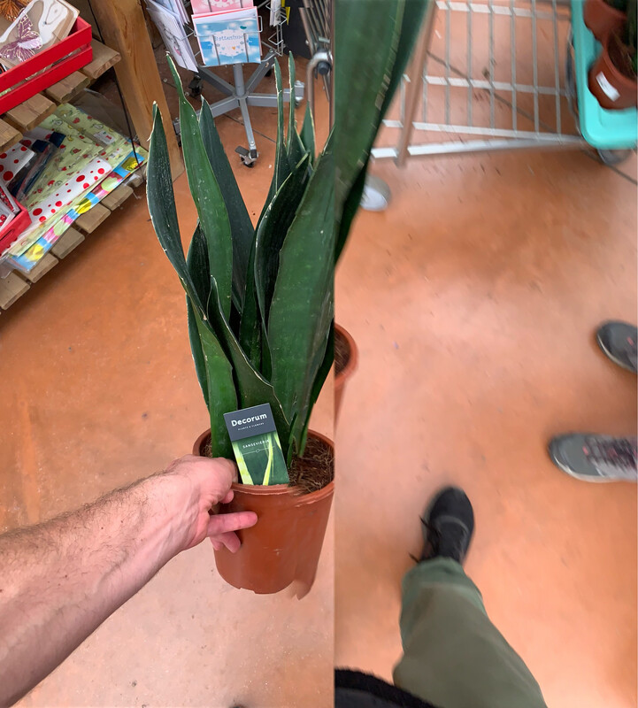 Sanseveria, Sansevieria 'Black Diamond' - vaso Ø14 cm, h 44 cm Sanseveria, Sansevieria 'Black Diamond' - vaso Ø14 cm, h 44 cm