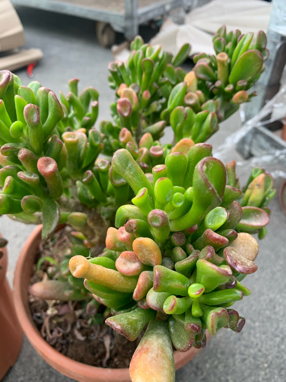 Crassula Ovata Hobbit, Albero di Giada - vaso Ø 25 cm