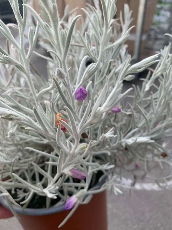 Eremophila Nivea - Pianta delle Coccole - vaso Ø18 cm
