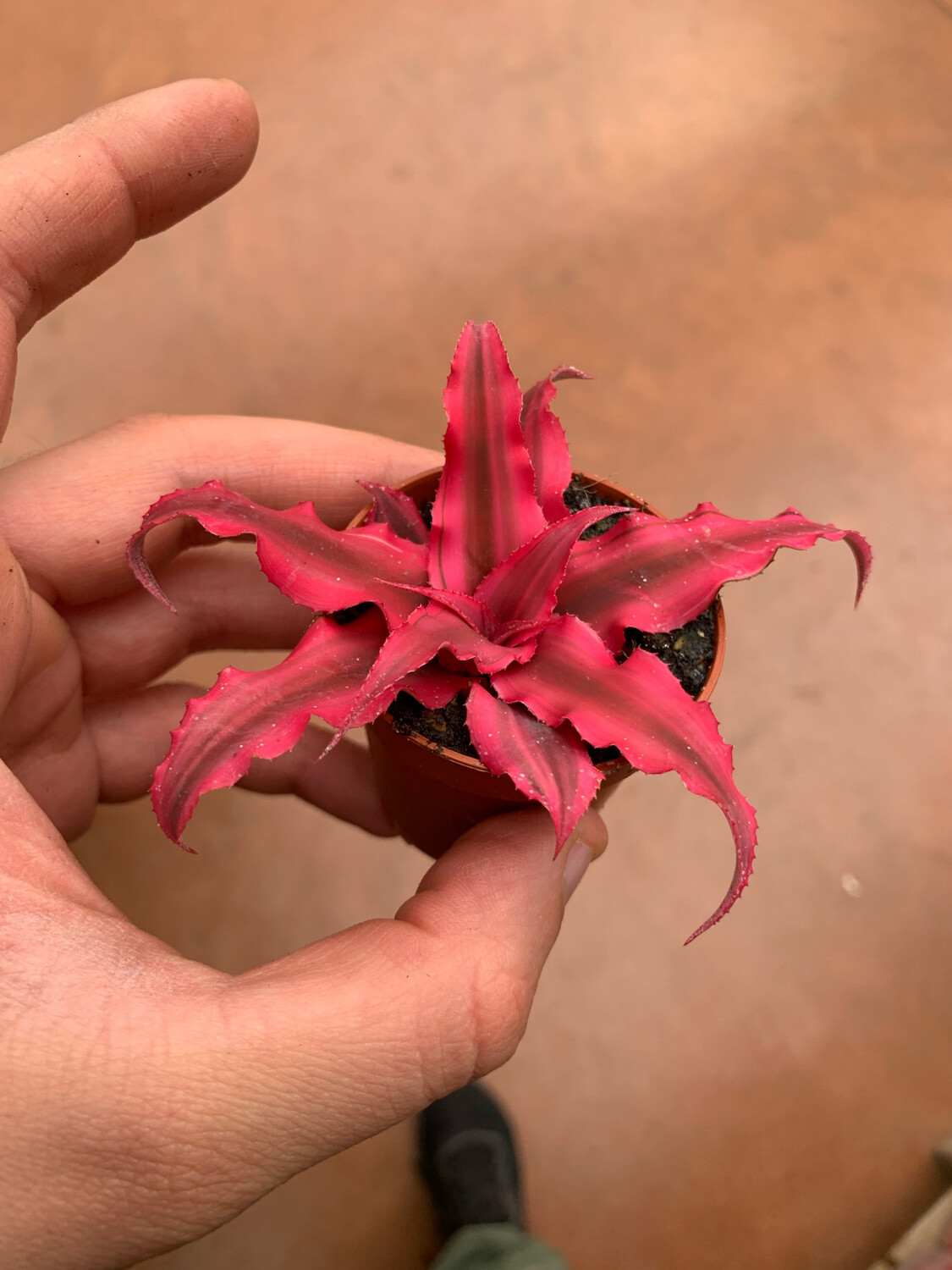 Cryptanthus bivittatus, Pianta stella " Rubin star "- vaso Ø5,5 cm