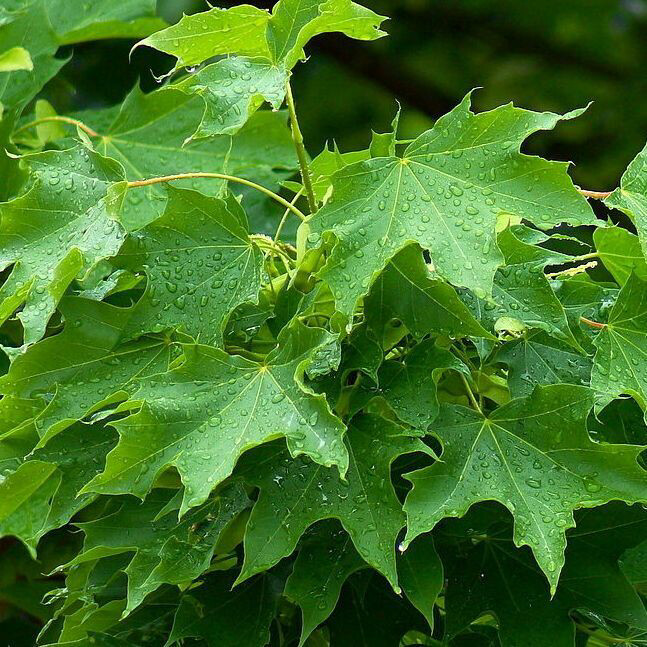 AGR - Acer platanoides, Acero Riccio - vaso Ø 24cm bastone H 150