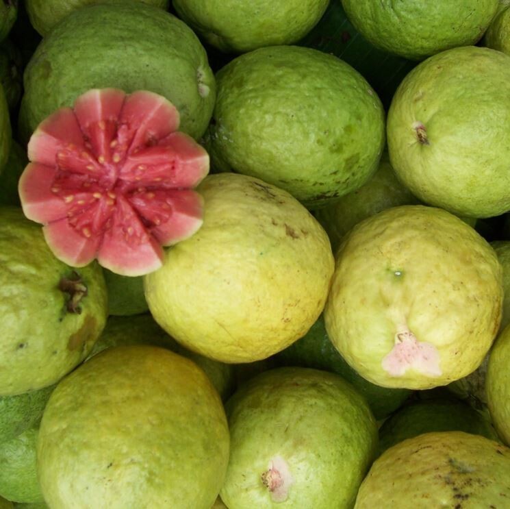 Guava, Psidium Guajava - vaso Ø18 cm