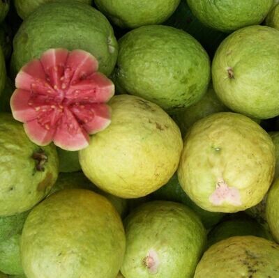 Guava - Psidium guajava vaso 18 (sede mess.)