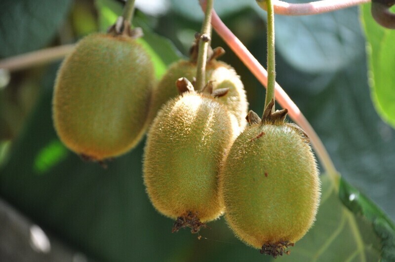 Kiwi Actinidia deliciosa 'Jenny' AUTOFERTILE - vaso Ø15 cm