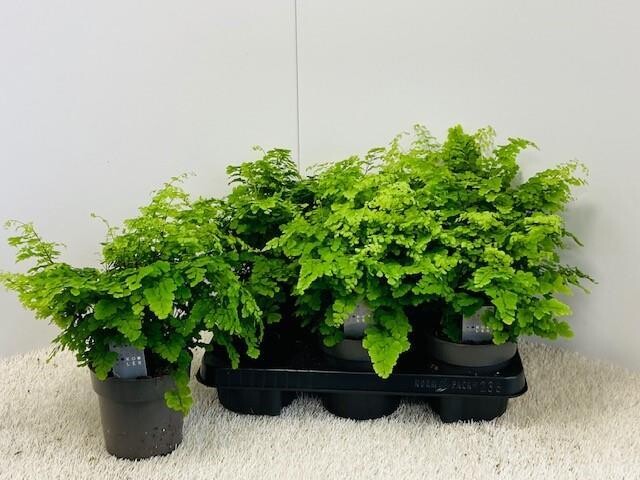 Capelvenere, Adiantum Raddianum Fritz Luthi  - vaso Ø12 cm